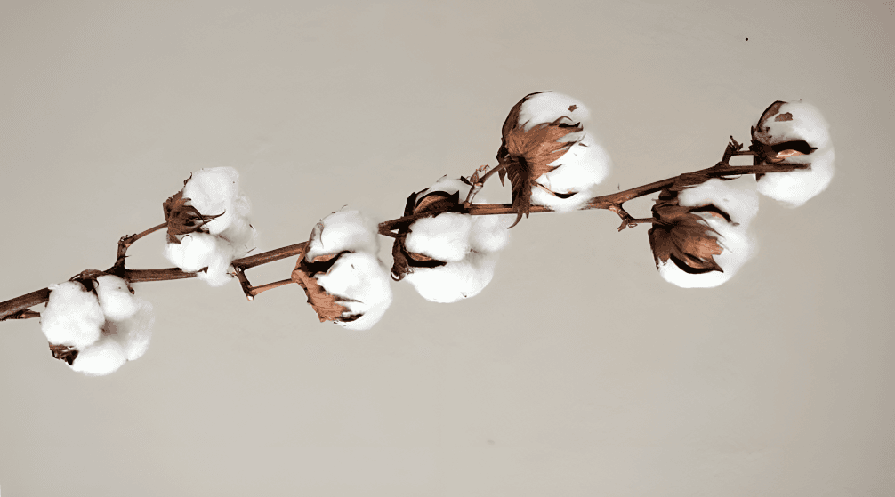 Natural cotton textiles — sustainable fashion at Bustaniya